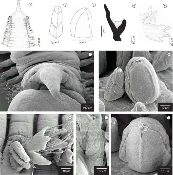 Figure 1. Glycera americana: a) anterior region, dorsal view; proboscideal papillae (posterior view): b) type 1; c) type 2; d)aileron; e) median parapodium, pos- pos-terior view; f) anpos-terior region, frontal view, evaginated proboscis; g) proboscideal p