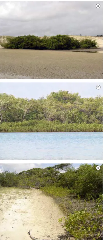 Tabela 2. Área de manguezais (km 2 ) no estuário do rio pacoti entre 1958 e  2004 sob diferentes condições ambientais.