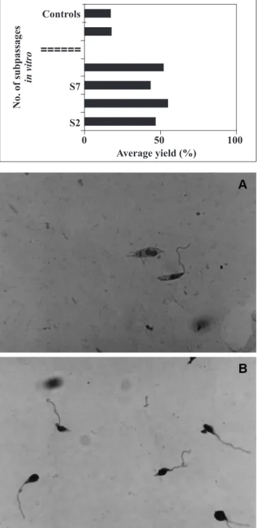 Figure 1. Top: average yield (%) of eluted promastigotes after purification on a glass-wool column