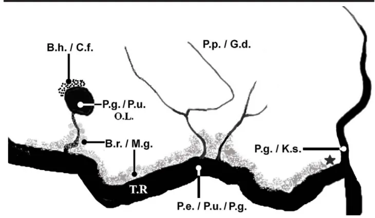 Figure 7. Schematic map of a section of the Tiputini River (T.R.) at the Tiputini Biodiversity Station (station laboratory = star), province of Orellana, Ecuador; indicating habitat preferences by ten chelonian species