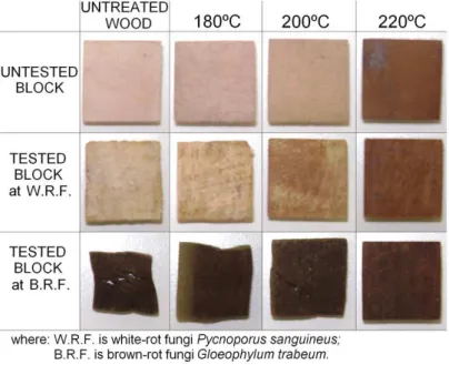 Figure 1. Aspects of test blocks from untreated and thermally-modiied Eucalyptus grandis wood ater decay by  brown-rot and white-rot fungi.