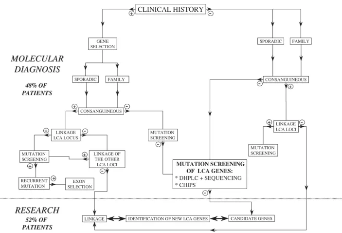 FIGURE 2. Decision-making £owchart for the molecular diagnosis of LCA.The study of patients a¡ected with LCA could be divided on the basis of the clinical history of the disease, the existence of consanguinity, the primary mapping of the disease-locus, and