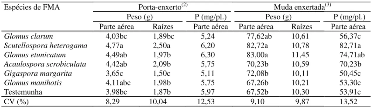 Tabela 4. Matéria seca da parte aérea e das raízes e conteúdo de P da parte aérea de porta-enxerto e de mudas enxerta- enxerta-das de abacateiro, cultivar Carmem, submetienxerta-das à inoculação de seis espécies de fungos micorrízicos (FMA)