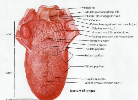 Figura 4: Língua (retirado de Netter, 2014) 