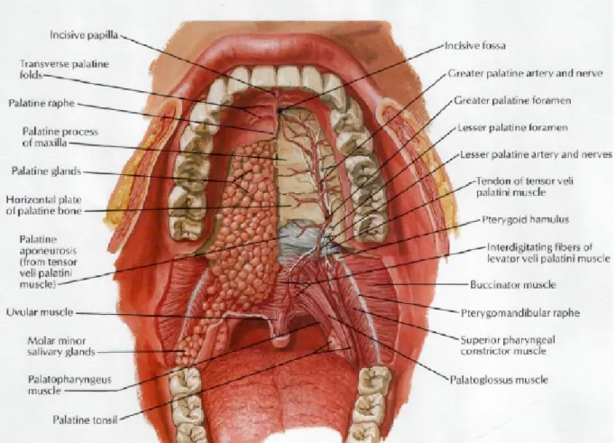 Figura 6: Palato (retirado de Netter, 2014)