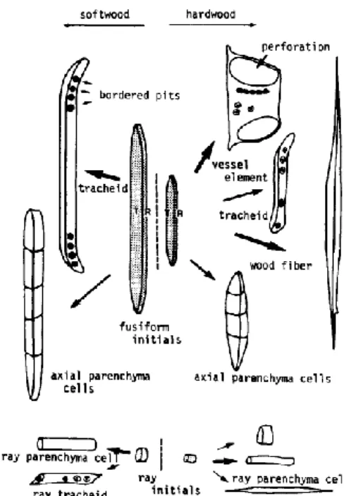 Figura 3 – Estrutura molecular da celulose. Adaptado do livro Handbook of pulp [9]. 