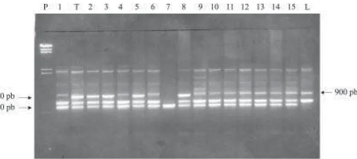 Figura 2. Gel de agarose com amostras amplificadas com o primer OP-AN6. P: padrão molecular; T: tangerina
