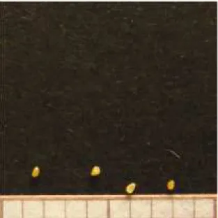 Figura  9  –  Fotografia  de  sementes  imaturas  de  Erica  umbellata  L.  Cada  divisão  da  escala  corresponde a 1mm