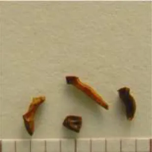 Figura  10  –  Fotografia  de  sementes  de  Eucalyptus  globulus  Labill.  Cada  divisão  da  escala  corresponde a 1mm