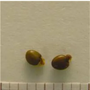 Figura  12  –  Fotografia  de  sementes  de  Ulex  L.  sp.  Cada  divisão  da  escala  corresponde  a  1 mm
