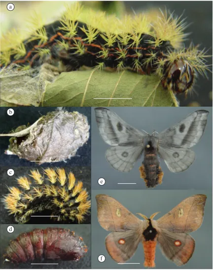 Figure 1. Hylesia metapyrrha: a) larvae; b) cocoon; c) pre-pupae; d) pupae; e) adult female; and f) adult male (bars = 1 cm).