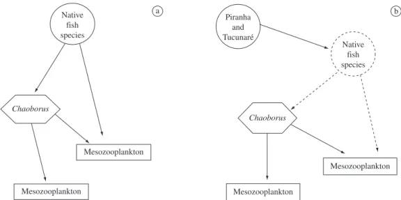 Figure 6. Schematic food web of lakes of the Middle Rio Doce before a) and after b) the introduction of exotic fish spe- spe-cies.