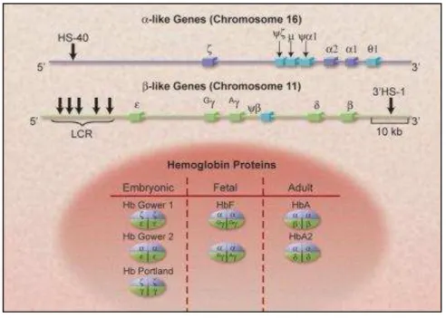 Figura 4- Ilustração esquemática dos clusters da α e da β globina, mostrando cromossomo  16 e 11 respectivamente e seus sítios regulatórios, HS-40 e LCR