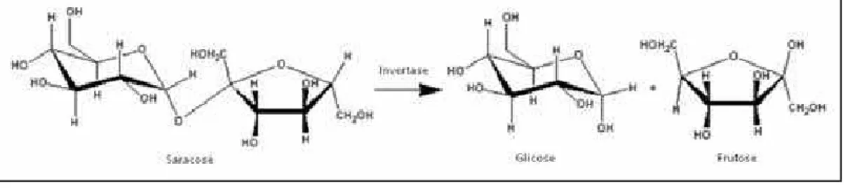Figura 1.  Reação de hidrólise da sacarose catalisada pela β-D- β-D-frutofuranosidase (modificado de Guimarães, 2012)