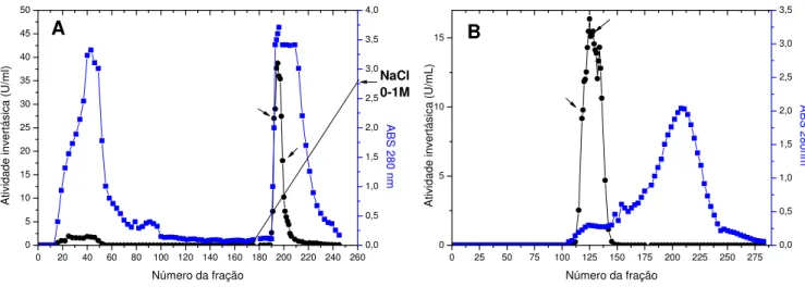Figura 9. Perfis eletroforéticos em SDS-PAGE 12% (A) e PAGE 6% (B) para a β-D- β-D-frutofuranosidase extracelular de F