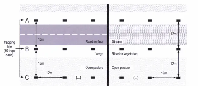 Figure  2.  Schematic  of Sherman live-traps  positions along  linear  habitats  in  road and stream  sites.
