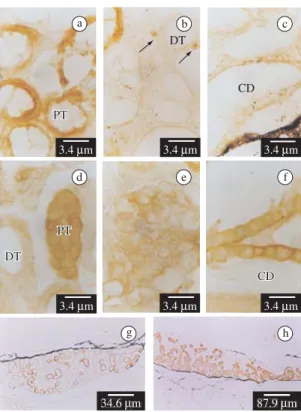 Figure 2. The Bufo arenarum larvae. a) Control larvae at  stage VIII b) KClO4-treated larvae at three months of  bio-assay