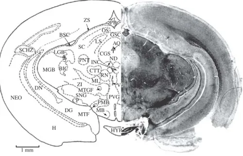 Figure 16. AQ, aqueduct, cerebral; BIC, brachium of inferior colliculus; BSC, brachium of superior colliculus; CGS, central  gray substance; CP, cerebral peduncle; CSC, commissure of superior colliculus; CTT, central tegmental tract; DG, dentate  gyrus; DN