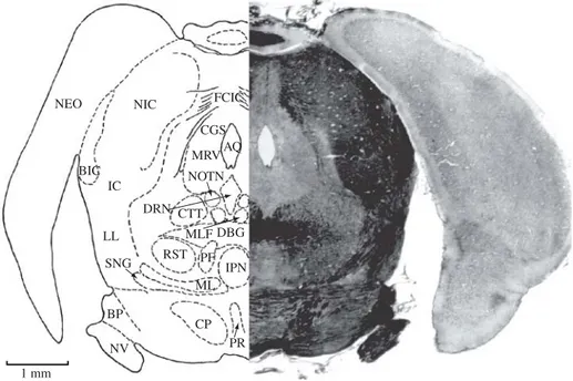 Figure 19. AQ, aqueduct, cerebral; BIC, brachium of inferior colliculus; BP, brachium pontis; CGS, central gray substance;