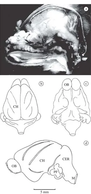 Figure 1. a) Hemisected  head  of a female  Desmodus rotundus showing the brain in its major subdivisions