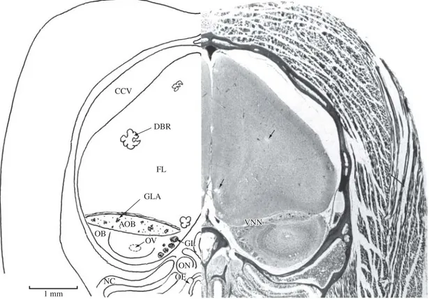 Figure 2. This anterior-most section is from the caudal olfactory bulb region. It is from a wild caught Desmodus rotundus held captive in our laboratory