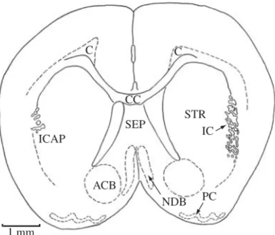 Figure 5. ACB, accumbens nucleus; C, cingulum; CC, corpus callosum; ICAP, internal capsule; NDB, nucleus of diagonal band (tract); PC, piriform (olfactory) cortex; SEP, septal nucleus; STR, striatum (caudate-putamen)