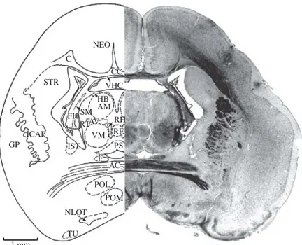 Figure 8. AC, anterior commissure; AM, anteromedial thalamic nucleus; AV, anteroventral thalamic nucleus; C, cingulum;