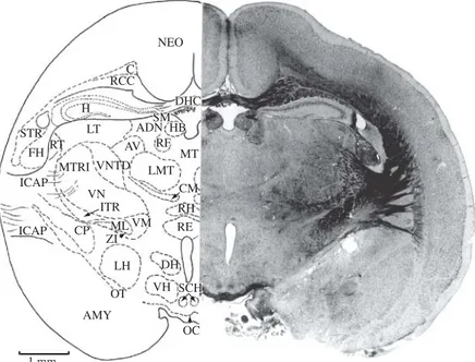 Figure 12. AD, anterodorsal  thalamic nucleus; AMY, amygdala; AV, anteroventral nucleus of  thalamus; C, cingulum; CM, centromedian thalamic nucleus; CP, cerebral peduncle; DH, dorsal nucleus of hypothalamus; DHC, dorsal hippocampal  com-missure; FH, fimbr