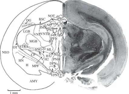 Figure 14. AMY, amygdala; AN, arcuate nucleus; BSC, brachium of superior colliculus; CP, cerebral peduncle; CSC, com- com-missure of superior colliculus; DG, dentate gyrus; DPN, dorsal premammillary nucleus; H, hippocampus; HN, hippocampal nucleus; H1, H2,