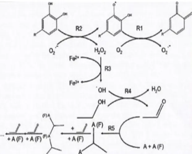 Fig. 1.1 - Mecanismo simplificado da reação do oxigénio com os componentes do vinho (A- Antocianina; F- F-Flavanol) (Adaptado de Carlton et al., 2007)