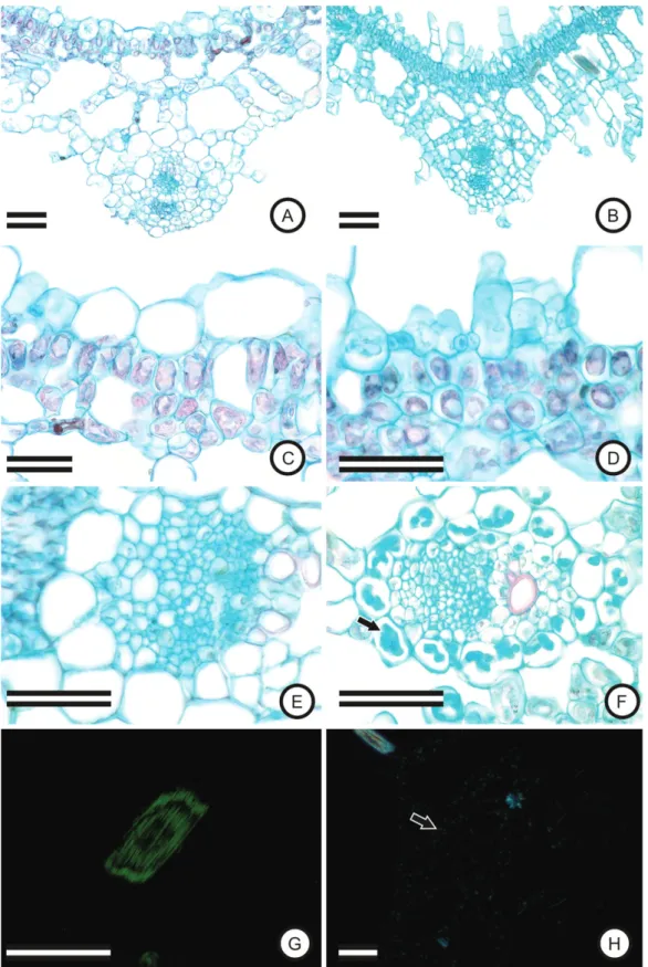 Figure 7. General appearance of the leaf in the control plant (A) and at As concentration of 20 μM (B), in which increased  numbers of trichomes may be seen