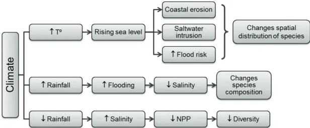 Figure 1. Graphic scheme of the possible impacts of climate change on the mangrove environment and its biota.