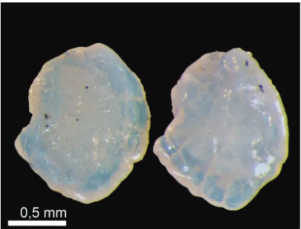 Figure  1.  Sagitta otoliths of Leporinus obtusidens  (Valenciennes, 1837) (Fish Length= 18 cm; Otolith Length= 