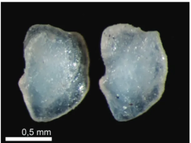 Figure 6. Sagitta otoliths of Oligosarcus robustus (Menezes,  1969) (FL= 10 cm; OL= 2.36 mm).