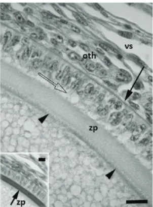 Figure 5.  Transmission electron microscopy image of the  interface between the oolema ( oo ) and the follicular cells  in a primordial follicle