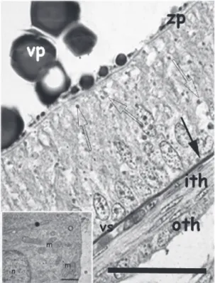 Figure 9.   High  magnification  of  a  vitellogenic  follicle. 