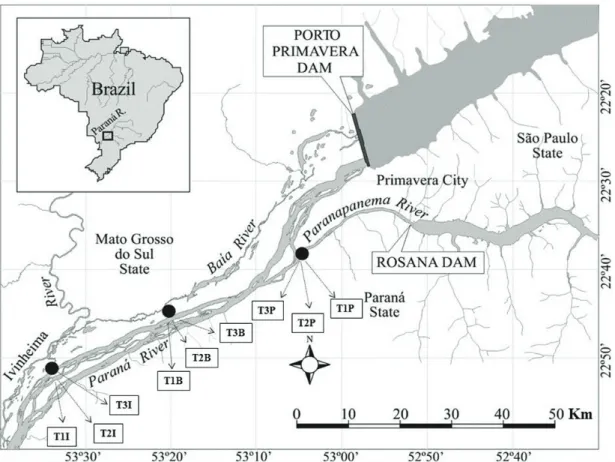 Figure 1.  Study area showing the Paraná River and three tributaries (Paranapanema River- P; Baía River - B and Ivinhema  - I River) associate to it