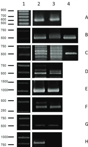 Figure 1.  Identification of molecular markers of the nitrogen  cycle and nitrifying bacteria by PCR analysis