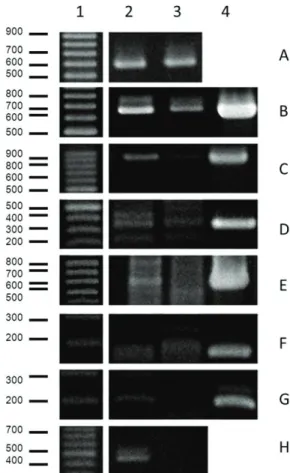 Figure 3.   Identification  of  pathogenic  bacteria  by  PCR  analysis. The images are representative of the experiments