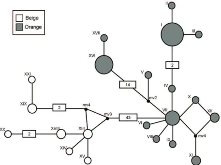 Figure 5.  Median-joining (MJ) network describing the relationship among the 21 mtDNA haplotypes and the cromatic  variation