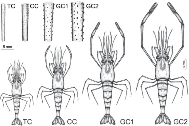 Figure 4. Macrobrachium amazonicum (Heller, 1862): four male morphotypes captured in the population of Tietê River and  spination pattern of the right carpus