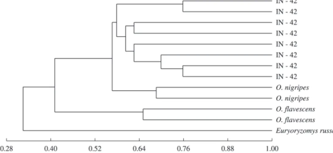 Figure 2. Dendrogram of 13 individuals of Oligoryzomys analysed by RAPD, using the Jaccard coefficient and UPGMA  grouping technique (IN - Rio dos Índios-RS; CH – Chapecó-SC; HO - Horto Florestal Erechim-RS; FL - Flona Mato  Castelhano -RS).