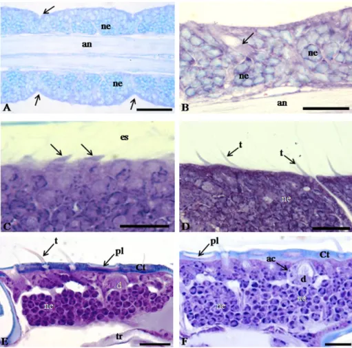 Figure 2. Histological sections of the antennae of Tetragonisca angustula (Hymenoptera: Meliponini) worker at different  developmental stages