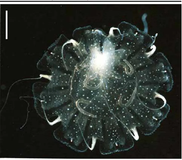 Figure 5. Oral view of ephyra of Chrysaora lactea Eschscholtz, 1829, collected in the São Sebastião Channel in August 1999, 26 days after collecting