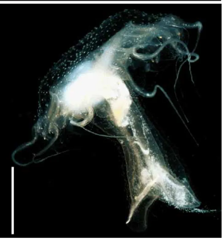 Figure 6. Lateral view of young medusa of Chrysaora lactea Eschscholtz, 1829, collected in the São Sebastião Channel in August 1999, 32 days after collecting