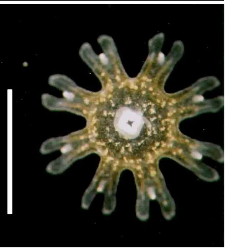 Figure 2. Oral view of ephyra of Phyllorhiza punctata von Lendenfeld, 1884, collected in the Cananéia lagoon estuarine system in January 2002, two days after collecting