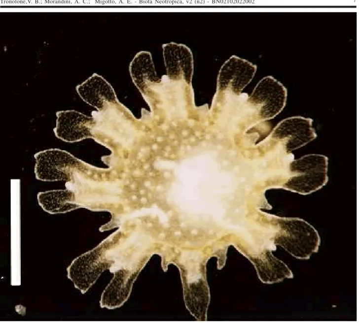 Figure 3. Oral view of ephyra of Phyllorhiza punctata von Lendenfeld, 1884, collected in the Cananéia lagoon estuarine system in April 2001, seven days after collecting