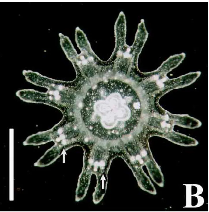 Figure 4. A. Oral view of ephyra of Chrysaora lactea Eschscholtz, 1829, collected in the São Sebastião Channel in August 1999, two days after collecting