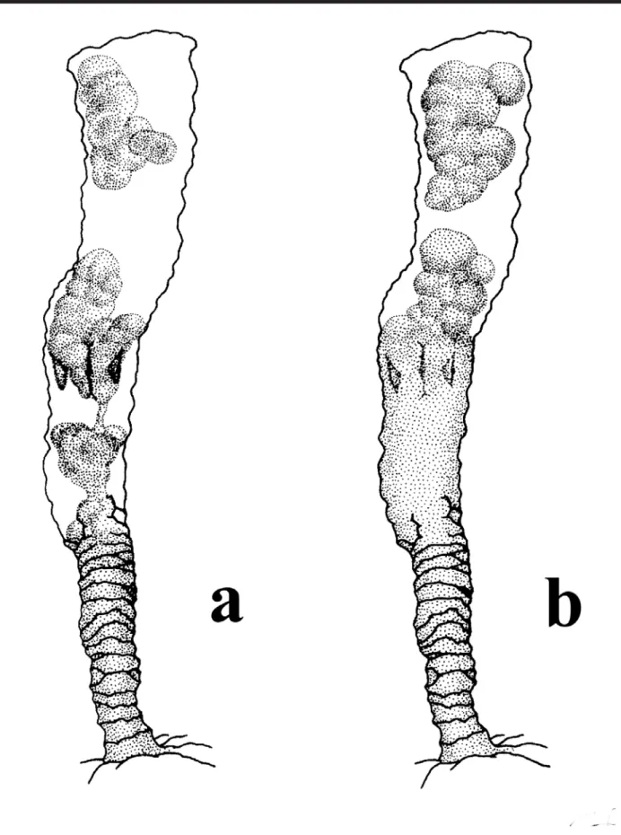 Figure 2. Stephanoscyphistoma of Nausithoe aurea undergoing segmentation (with thin operculum since sampling), regenerating column and retaining planuloids inside the gastrovascular cavity (buried polyp, experiment series)