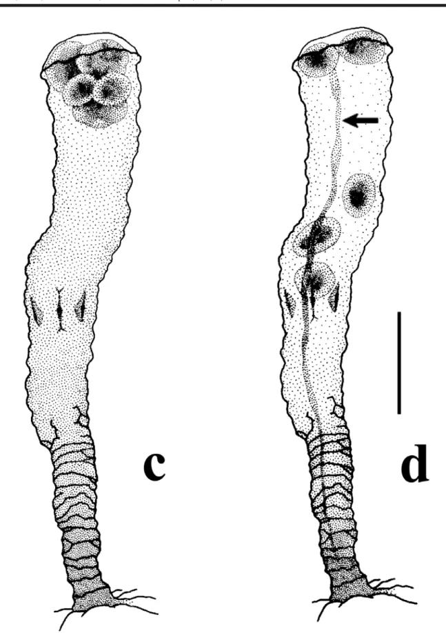 Figure 2. Stephanoscyphistoma of Nausithoe aurea undergoing segmentation (with thin operculum since sampling), regenerating column and retaining planuloids inside the gastrovascular cavity (buried polyp, experiment series)